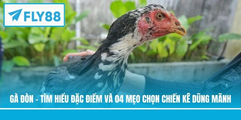 Gà đòn
